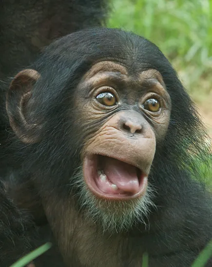 A close up of a baby Chimpanzee making a silly face, its eyes wide, and its mouth open with its tongue sticking out.