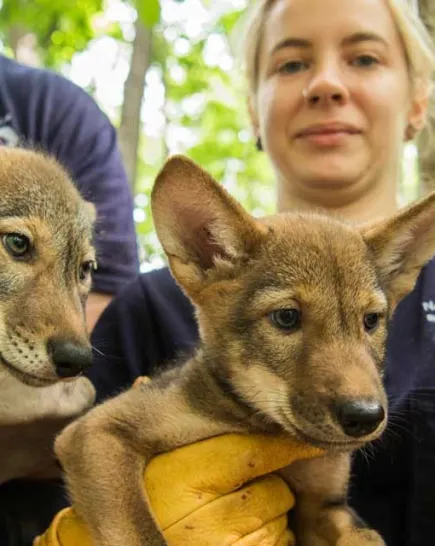 Red wolf pups 