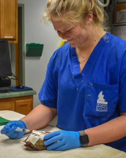 Wildlife Rehabilitation Center Volunteer with Turtle