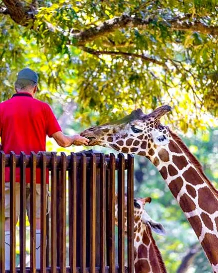 Zoo volunteer standing on the Zoo's giraffe deck to be face height and feeding a giraffe