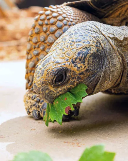 Galapagos tortoise munching on leaves with blurred foliage in the background.