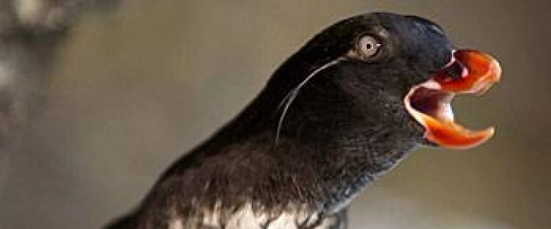 A black and white seabird with its bright orange beak open and its neck craned to the right.