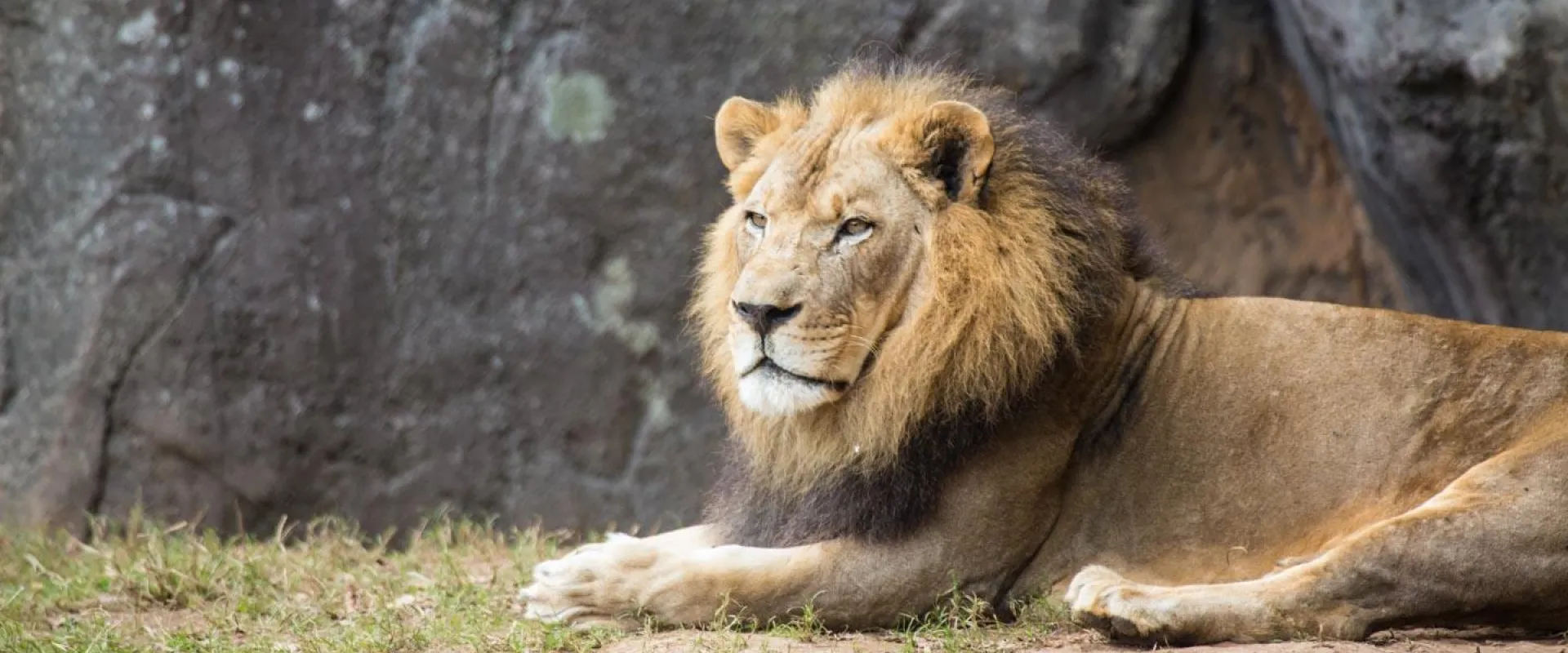 North Carolina Zoo announces death of 'fiercely devoted' elderly lion Reilly 