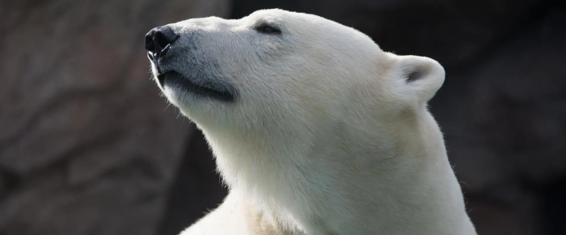A profile view of a white, fluffy Polar bear with rounded ears. Their black nose and eyes are angled upward.