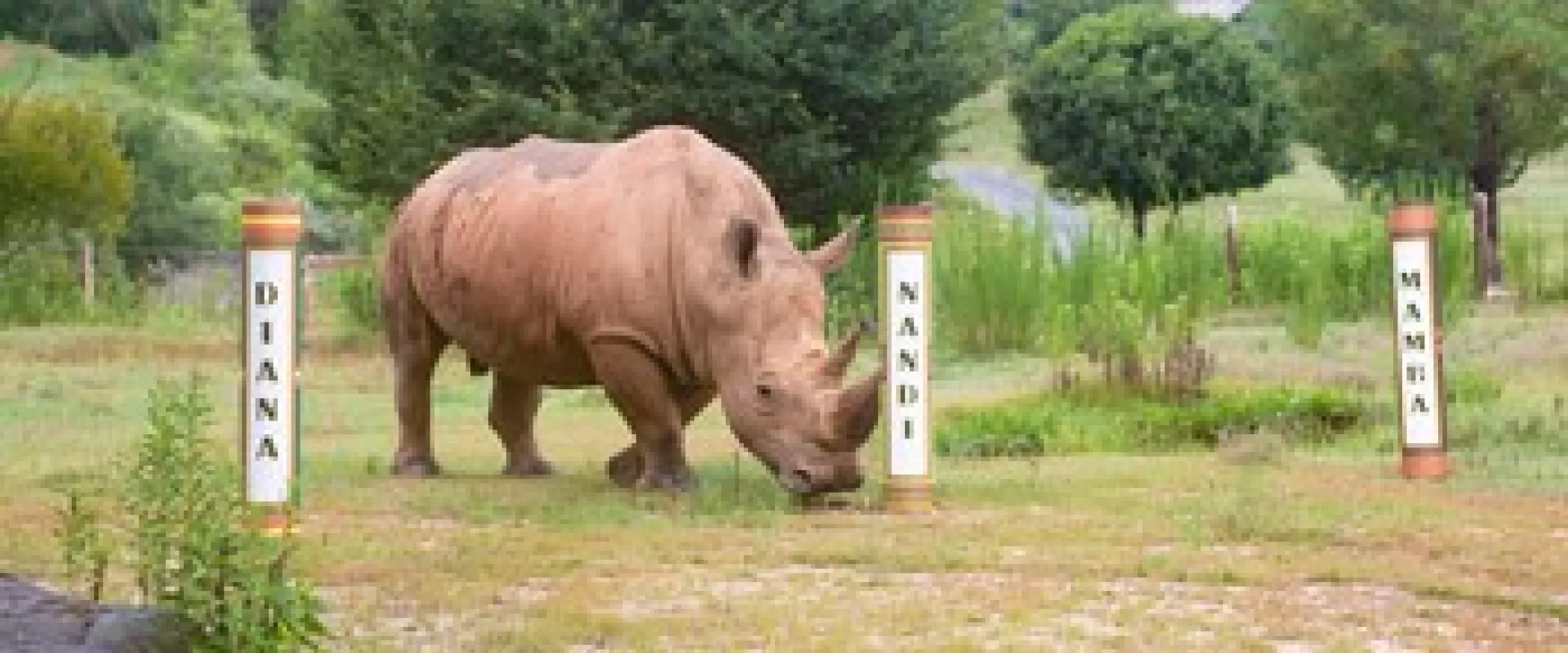 North Carolina Zoo Announces Name of Baby Rhino Chosen Through Public Poll