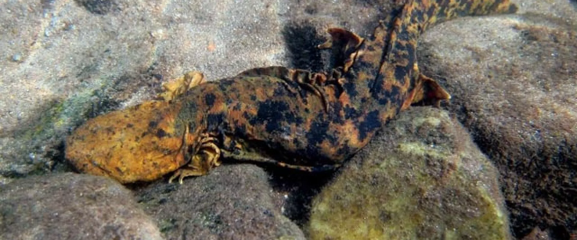 Providing a Safe Home for One of North America’s Largest Salamanders