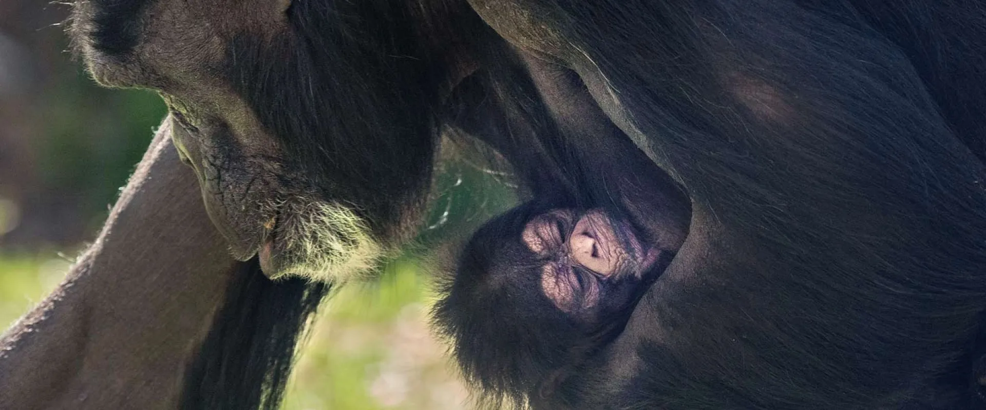 North Carolina Zoo Announces Birth of Chimpanzee 