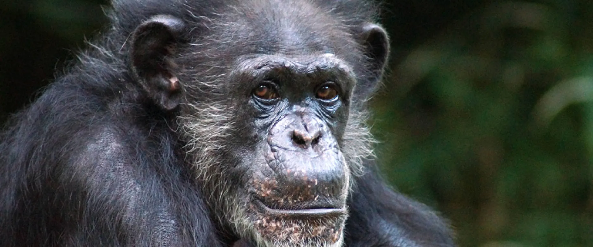 North Carolina Zoo Mourns the Loss of Chimp Maggie