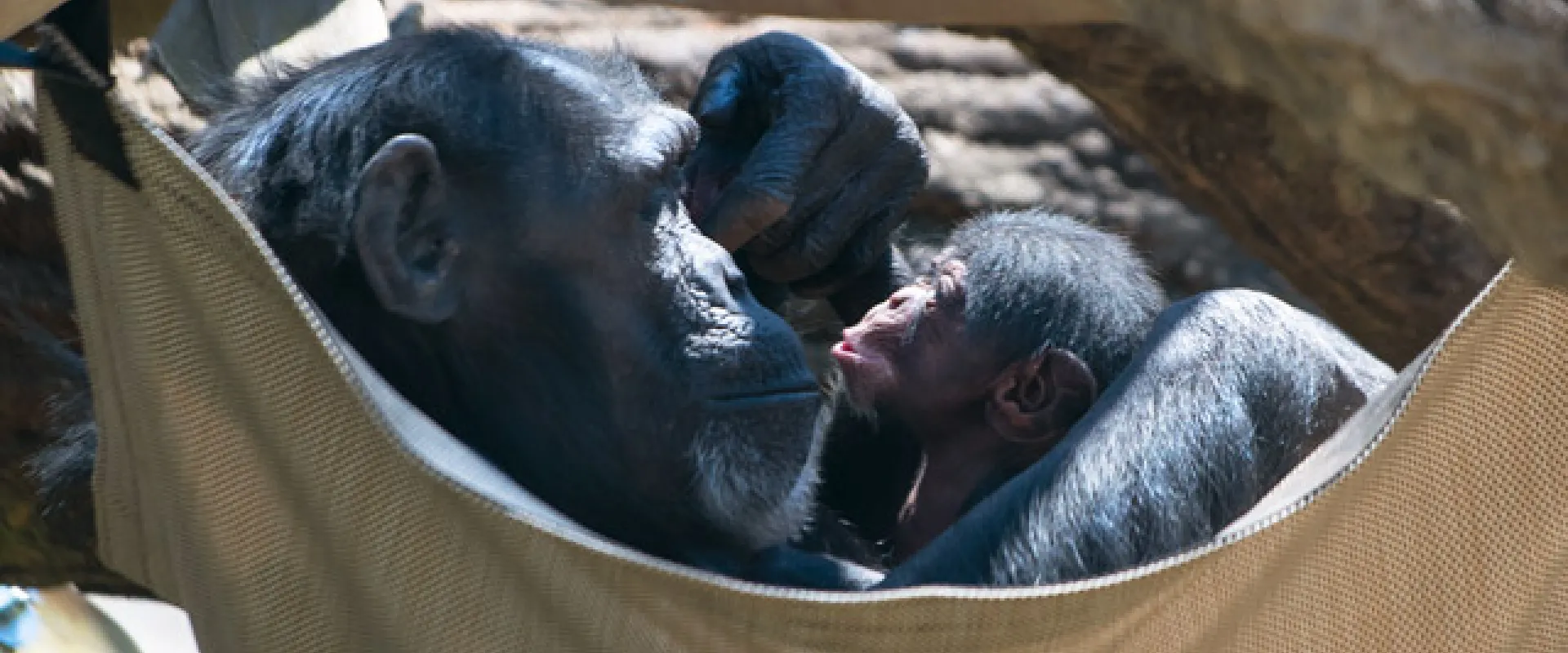 Gerre, a medium- sized Chimpanzee and her baby boy Chimp lounge together, sitting face to face in a tan cloth hammock. The hammock is hanging from a couple of thick tree branches.