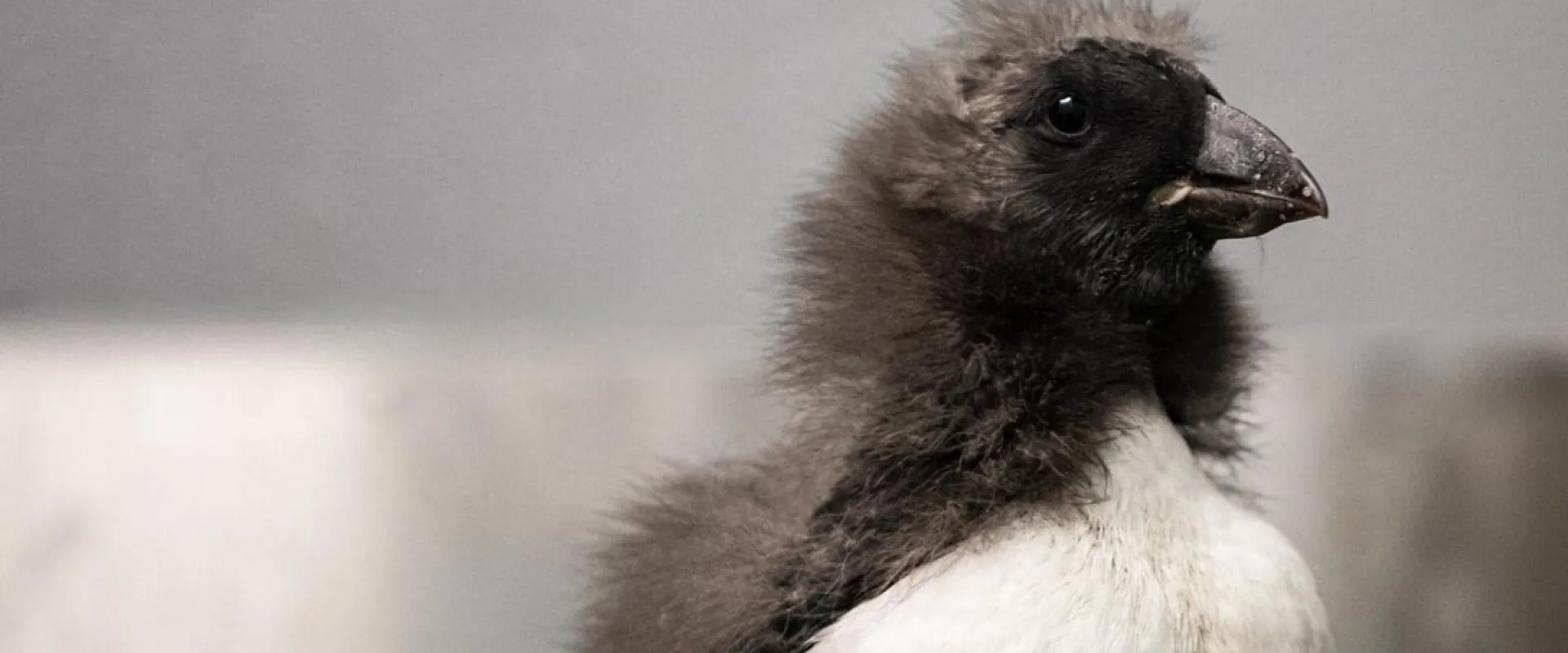 A small grey and black Puffin Chick with a white chest sits close to the camera, looking off to the left.