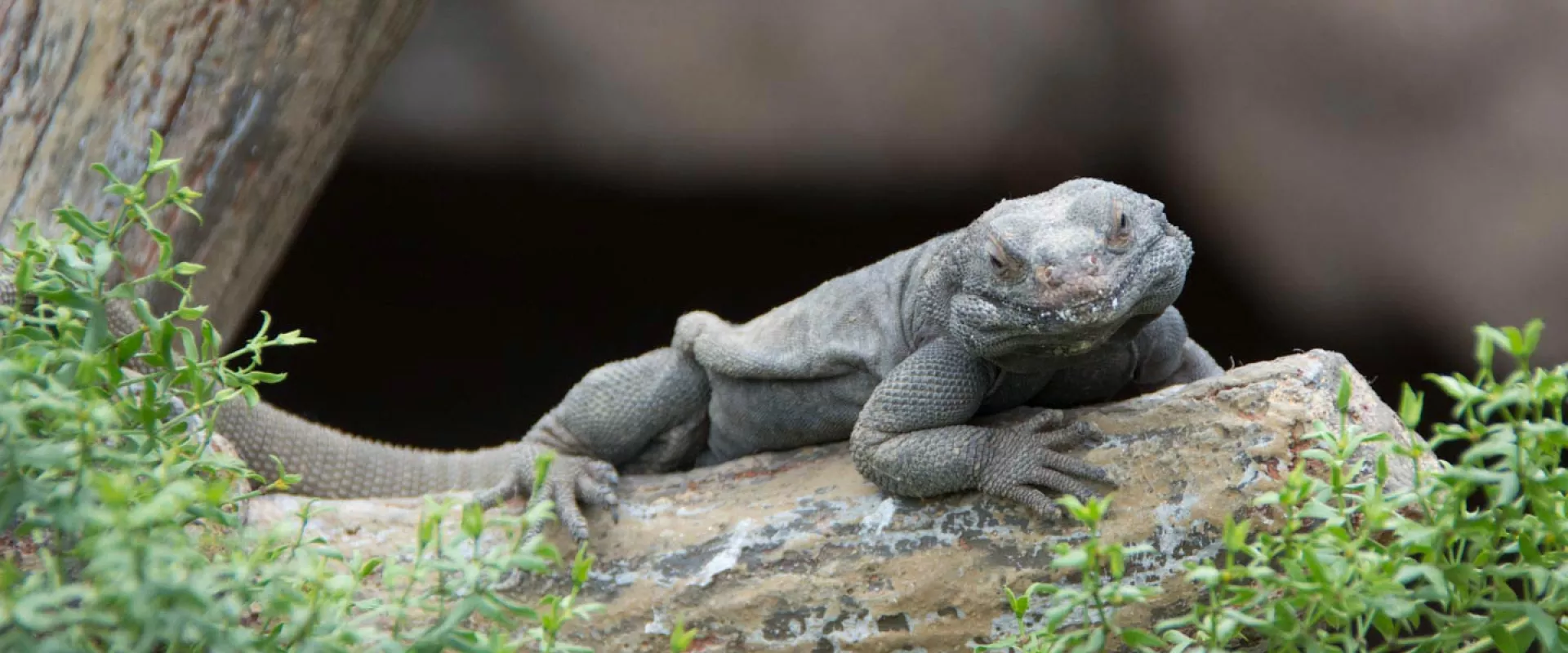 Desert Chuckwalla Lizard, a large, grey lizard with wrinkled skin, rests on a light-colored rock surrounded by small green plants.