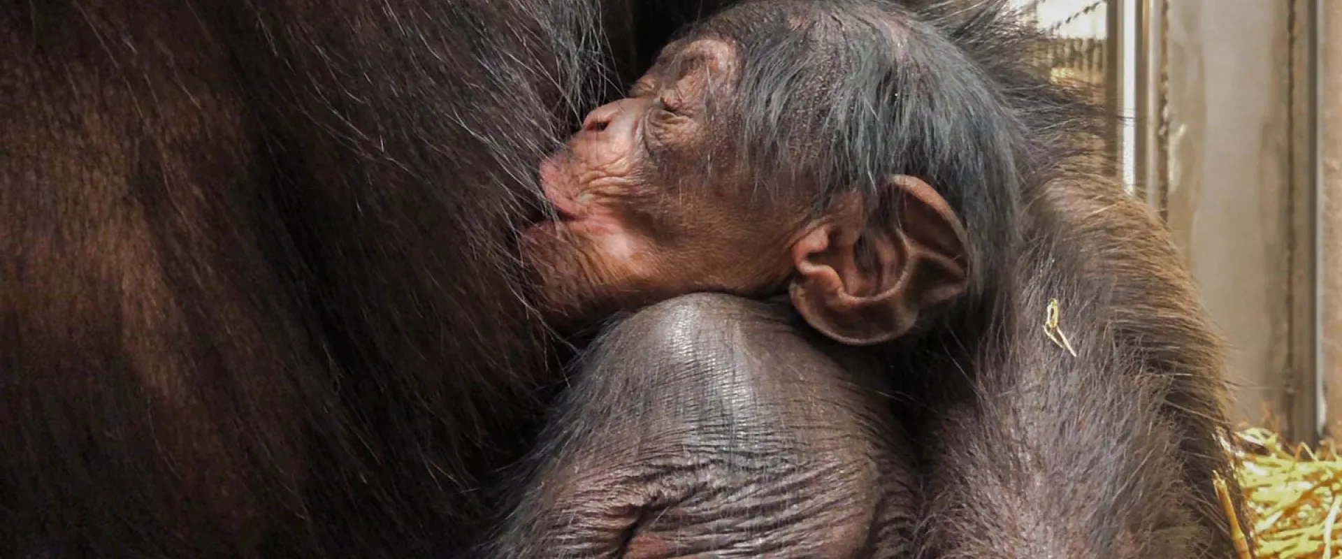 North Carolina Zoo Announces New Baby Chimp
