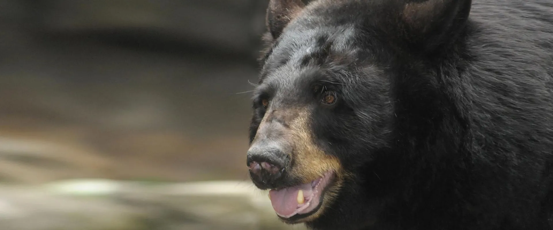 North Carolina Zoo's Black Bear Holly Passes Away