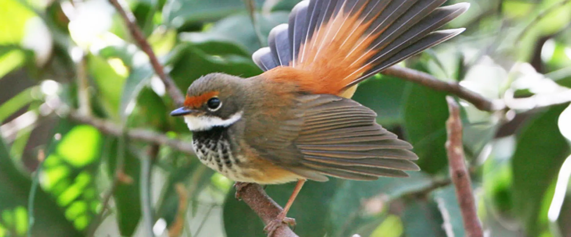 Birds on the Edge: Preventing Extinction of Endangered Birds in the Mariana Islands 