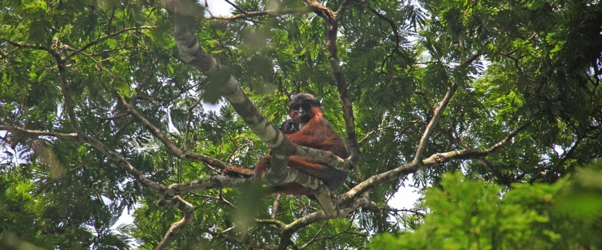 On the Frontlines: Protecting Preuss's Red Colobus Monkey in Nigeria 