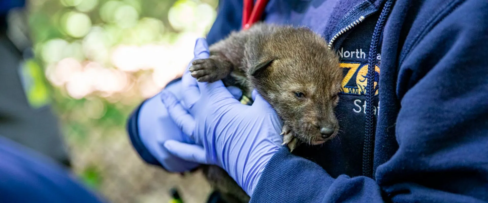 North Carolina Zoo Asks Public to Vote on Names of American Red Wolf Pups