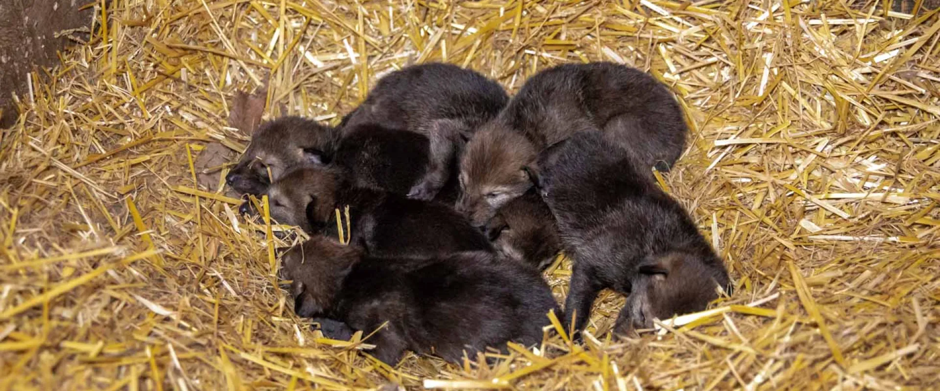 North Carolina Zoo Announces Red Wolf Pup Names Chosen by the Public 