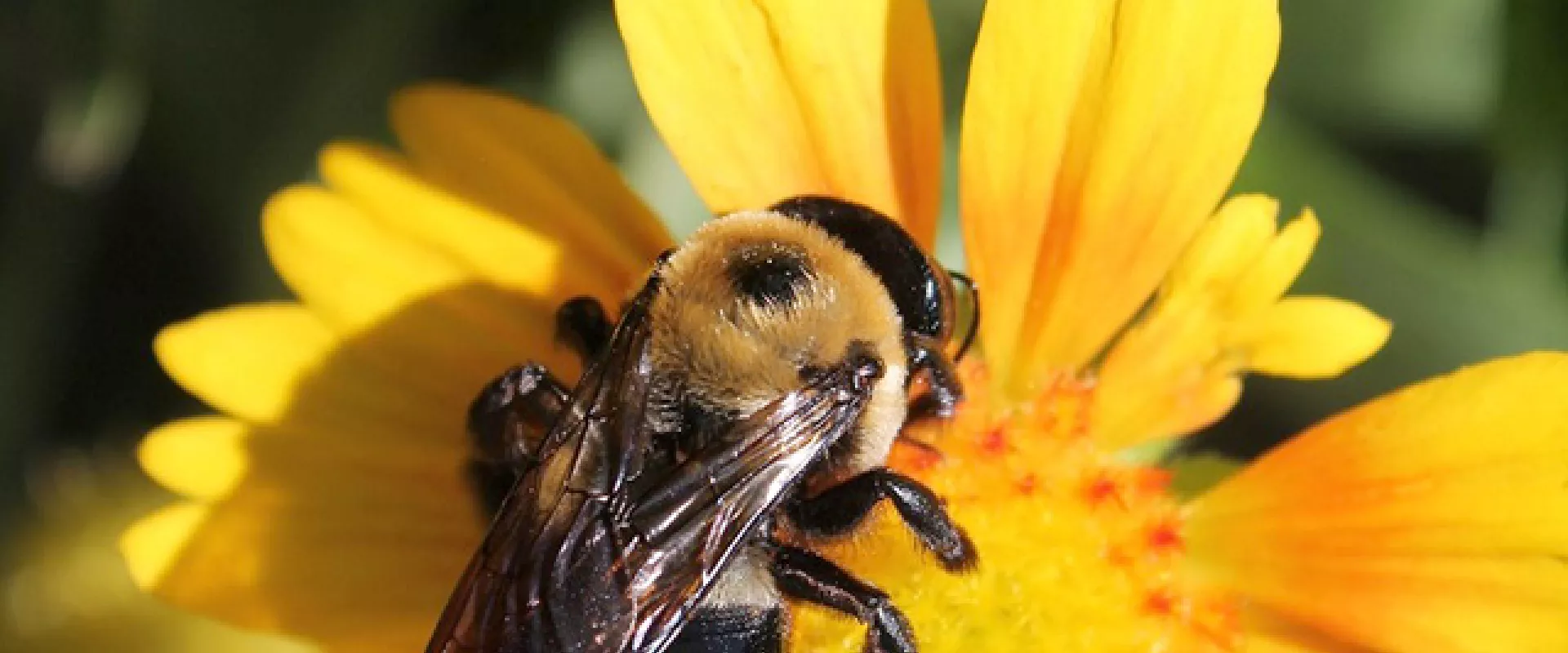 Large yellow and black Carpenter Bee close up on a bright yellow Blanket Flower that has long, narrow petals.