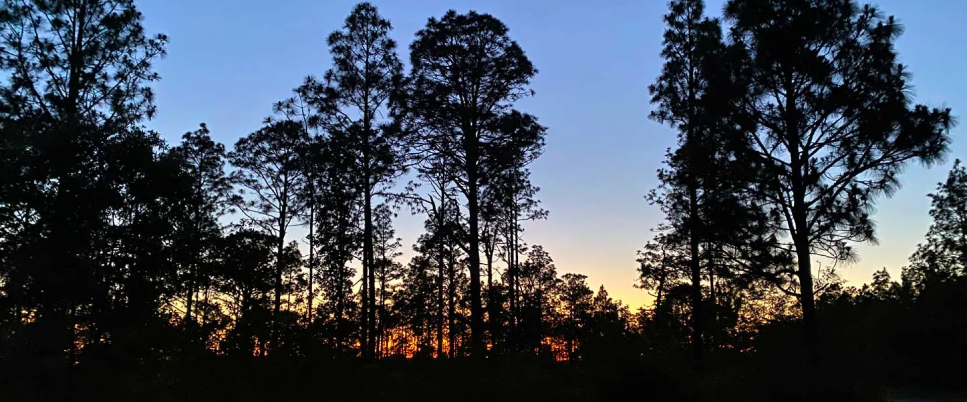 A panoramic view of a pine forest at sunset. The dense forest is dark and shadowy against the backdrop of the blue sky darkening and fading orange near the horizon line as the sun sinks lower.