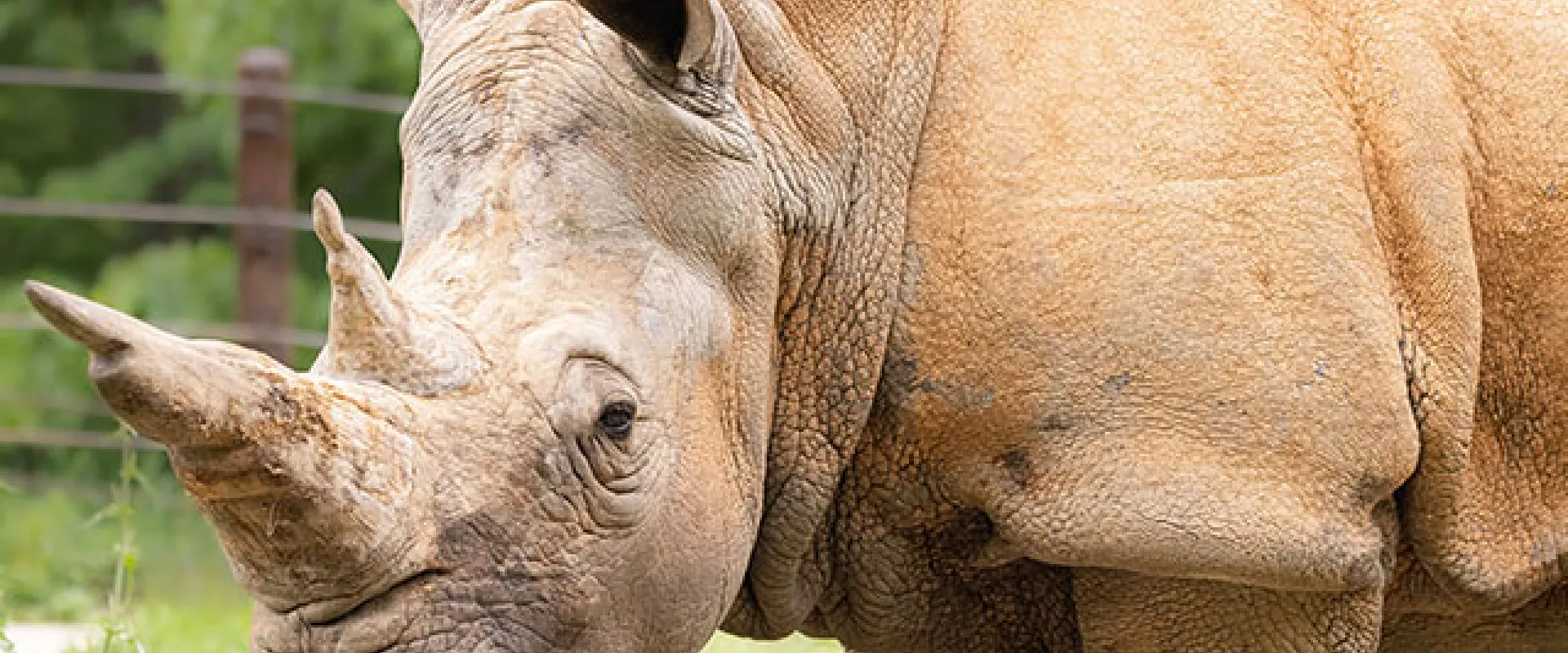 North Carolina Zoo Loses Rhino Olivia, One of Its Most Elderly Residents 