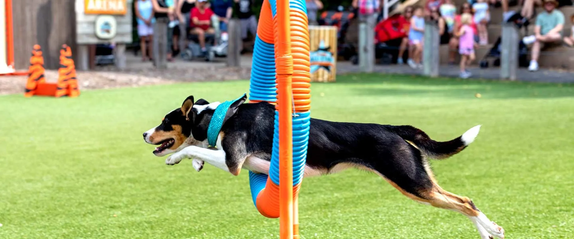 Canine Champions for Conservation Program Returns to North Carolina Zoo