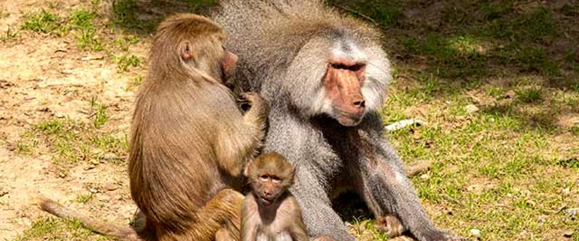 A large, shaggy brown male Baboon sits in the grass. A female Baboon sits next to him and facing his shoulders and back , combing her fingers through his fur, grooming him. A brown, fuzzy baby sits in front of them facing the viewer with his back legs splayed on the ground and his arms placed on the ground in front of him.