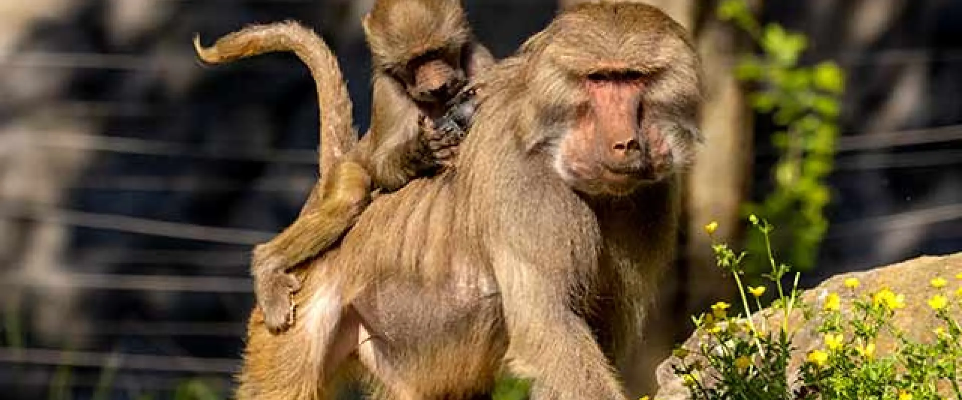 Baboon Habitat Reopening