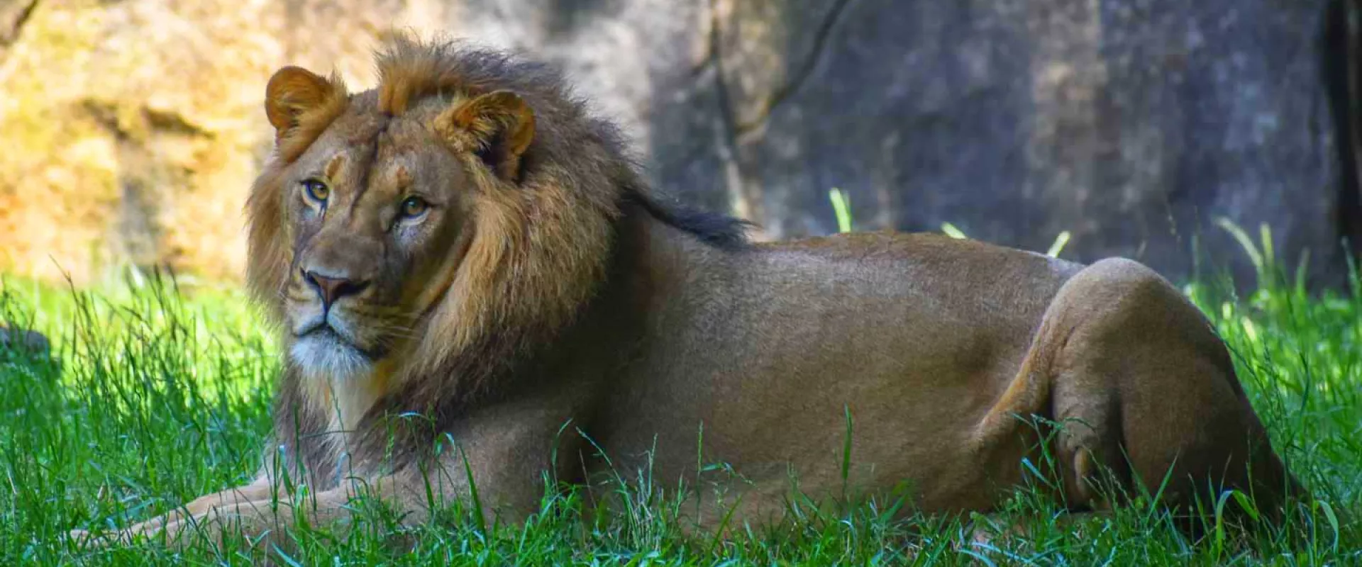 A male Lion with brown fur and a short, scruffy mane laying in tall grass in the shade, looking into the camera. There is a rock wall near him in the background.