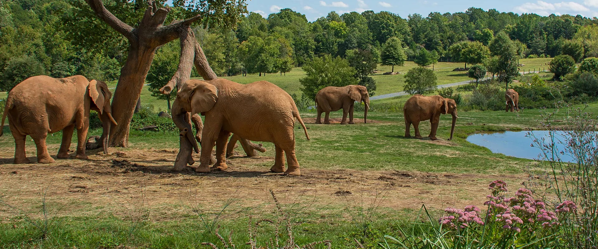 FAQs North Carolina Zoo