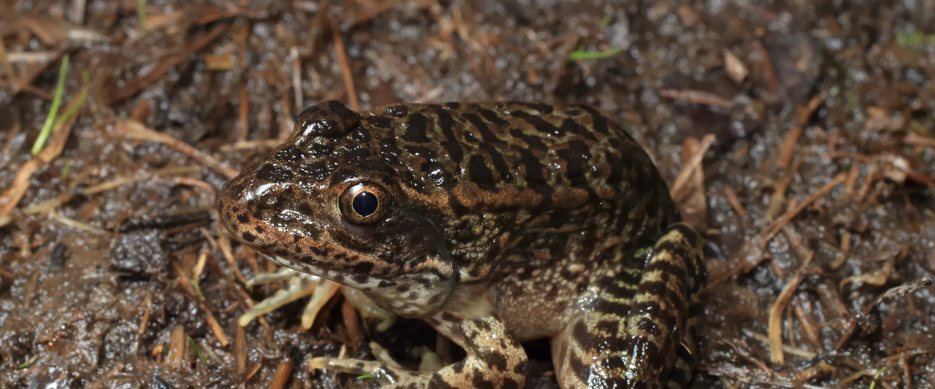 Gopher Frog | North Carolina Zoo