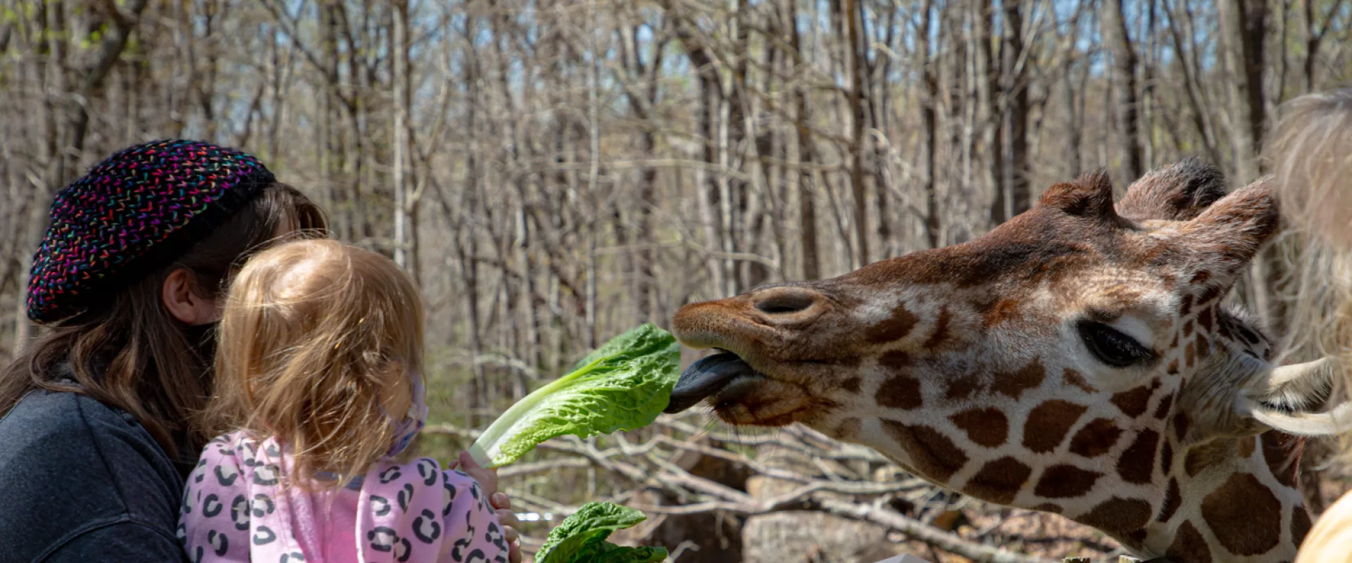 Become a Zoo Member North Carolina Zoo