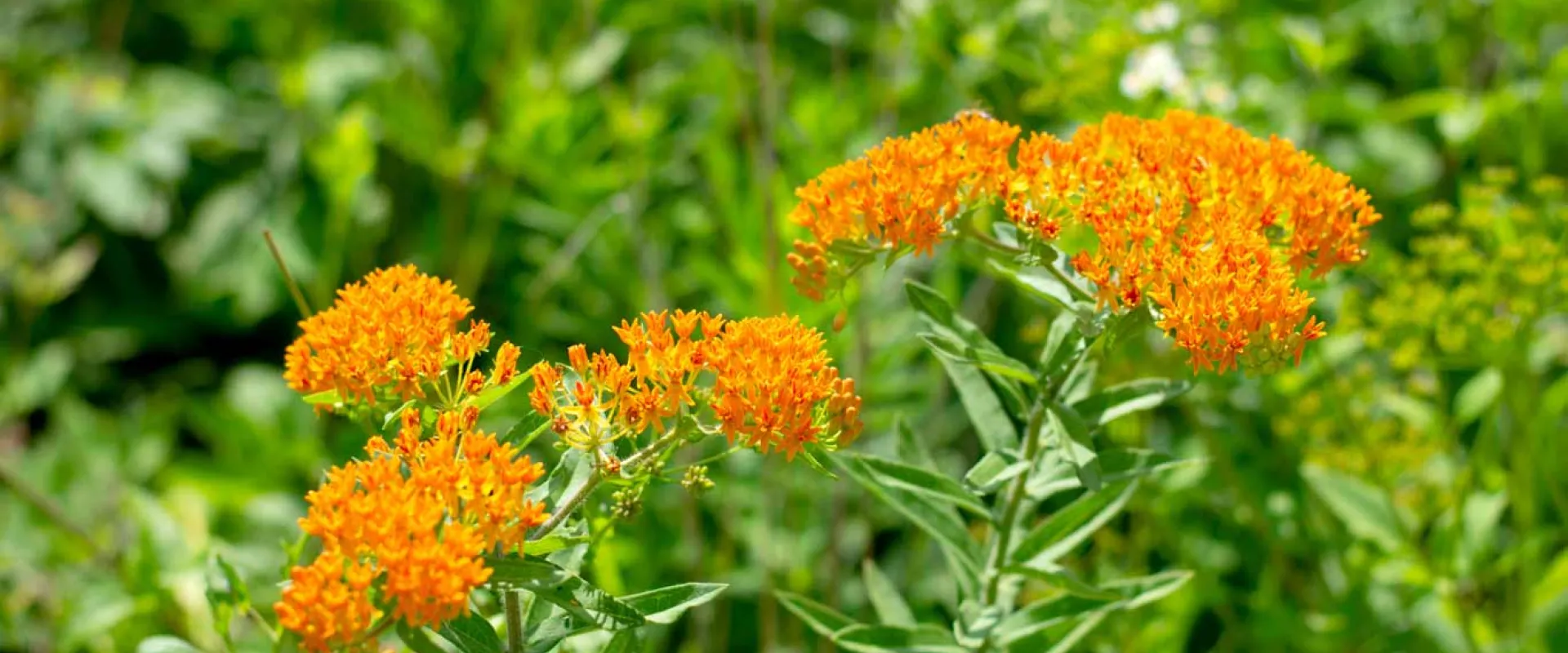 Several small clusters of bright orange blooms extending from long, thin green stems that are lined with small, slender leaves in a field or garden of other plants.