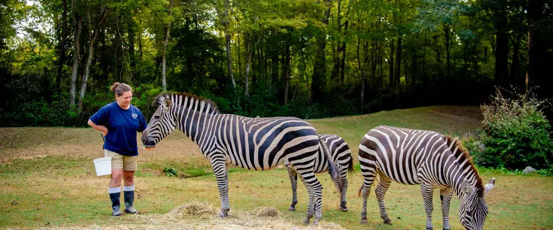 A woman with dark hair, wearing a blue NC Zoo uniform and black rubber boots stands next to a Zebra and handing it a snack. Two other Zebras stand grazing next to them in a grassy field with hay sprinkled on the ground, surrounded by trees.