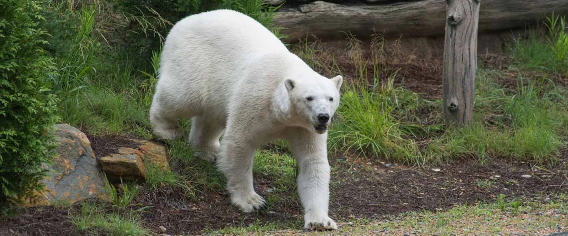 A Polar Bear walks on all fours towards the right, across a grassy landscape that is sprinkled with rocks and tall grasses and shrubs. A large log lies across the top right of the frame.