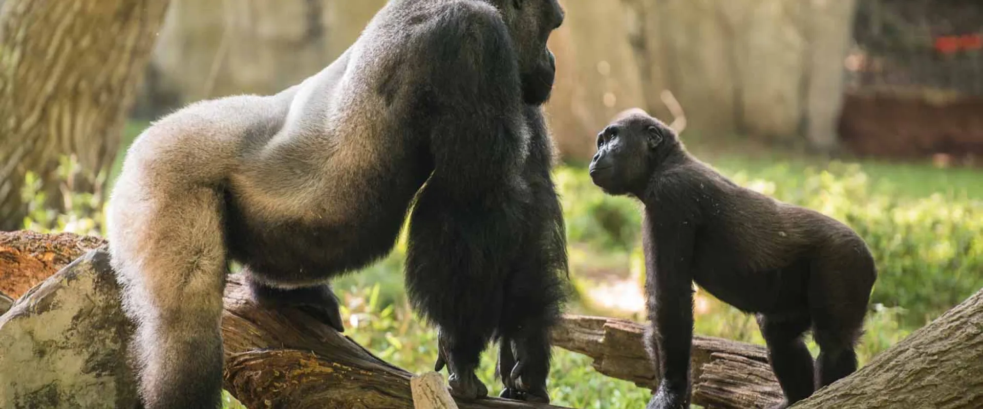 An adult Gorilla standing on all fours atop a log, staring down at a baby Gorilla who is in front of him, staring upwards. They are surrounded by other logs in a grassy area, likely a zoo habitat.