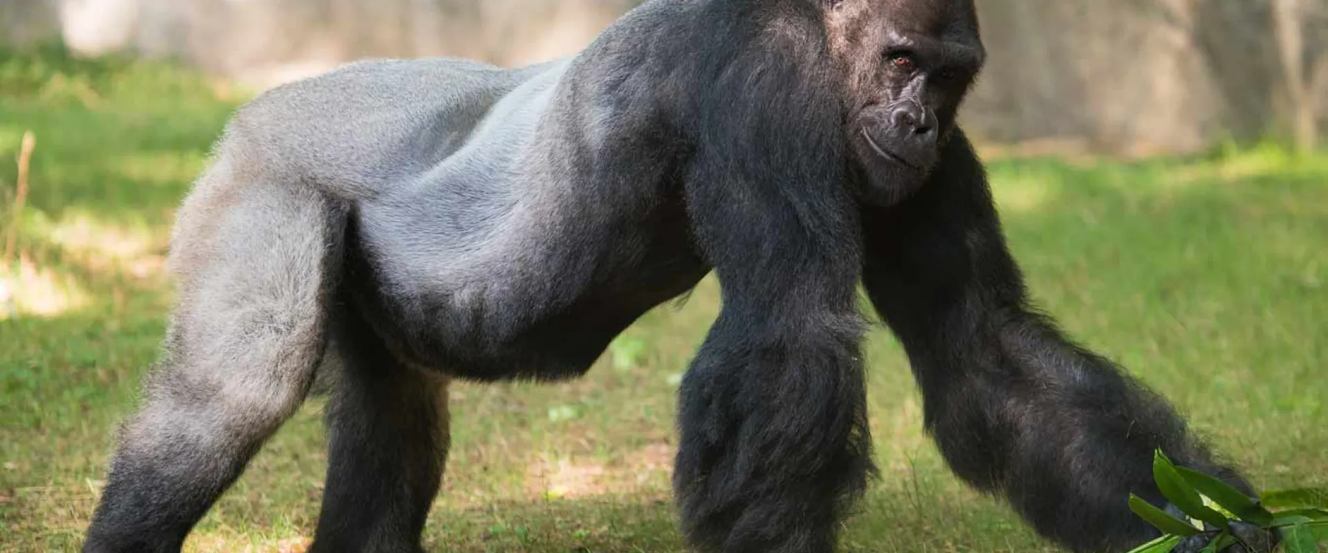 A large Gorilla walking on its strong arms and legs towards the right through a grassy field. A tall, rocky wall is visible behind it.