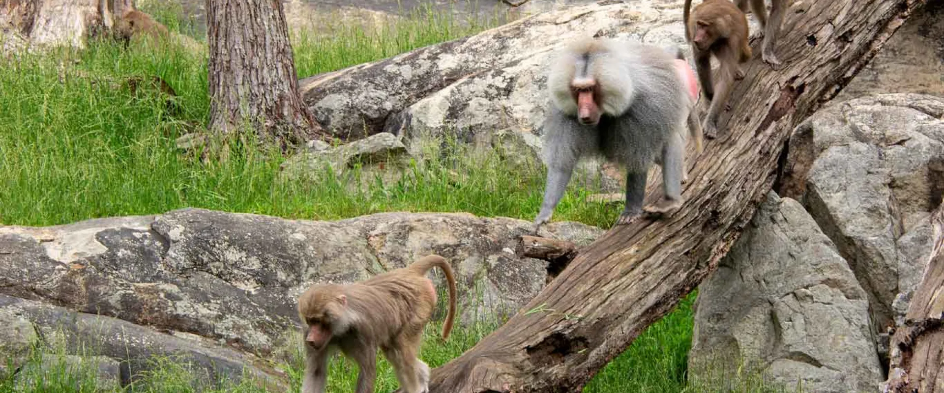 A Baboon family walking single-file along a fallen tree trunk. This group consists of a small brown baby closest to the viewer, followed by a large, silver male with a pink face, and two smaller brown females in the back.