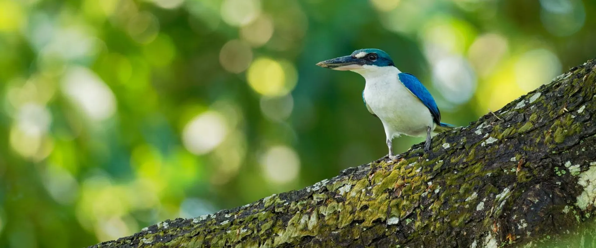 Creating Safe Havens for Endangered Pacific Birds