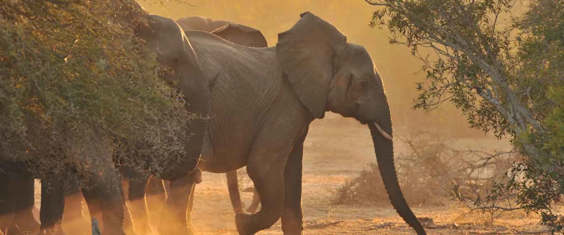 Our Long-Term Commitment to Elephant Conservation
