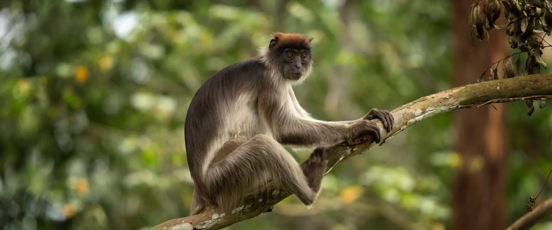 Conserving Red Colobus - Africa’s Most Threatened Monkey Group