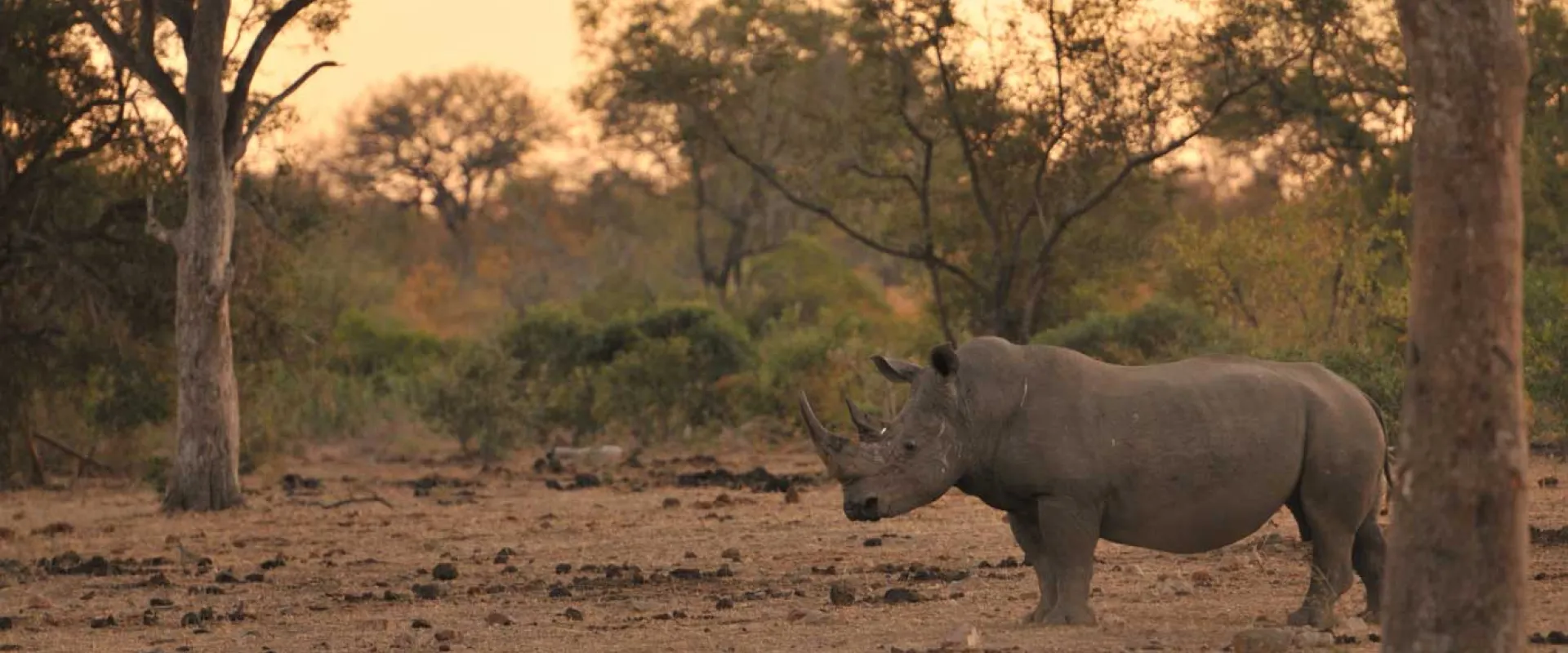 Protecting Rhinoceros in the Wild