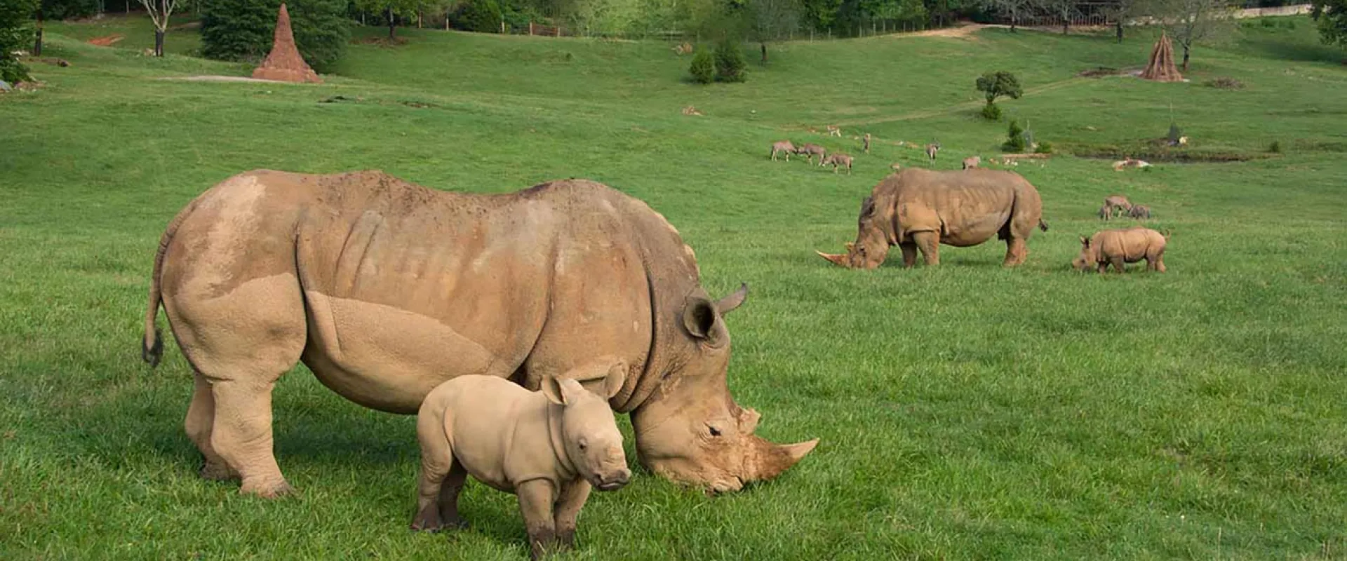 A Mom and baby southern white rhino standing next to each other in a field of tall, green grass. Another Rhinoceros mom and baby stand nearby. A group of Bongos stands in the shade of some trees in the background.