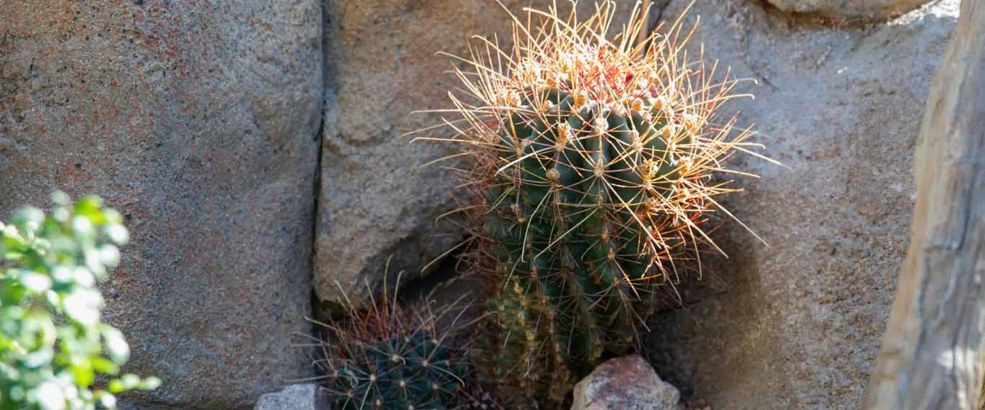 A spikey, ball-shaped Barrel Cactus growing out from under a large rock. The ground is sandy and there are other plants slightly visible in the foreground.