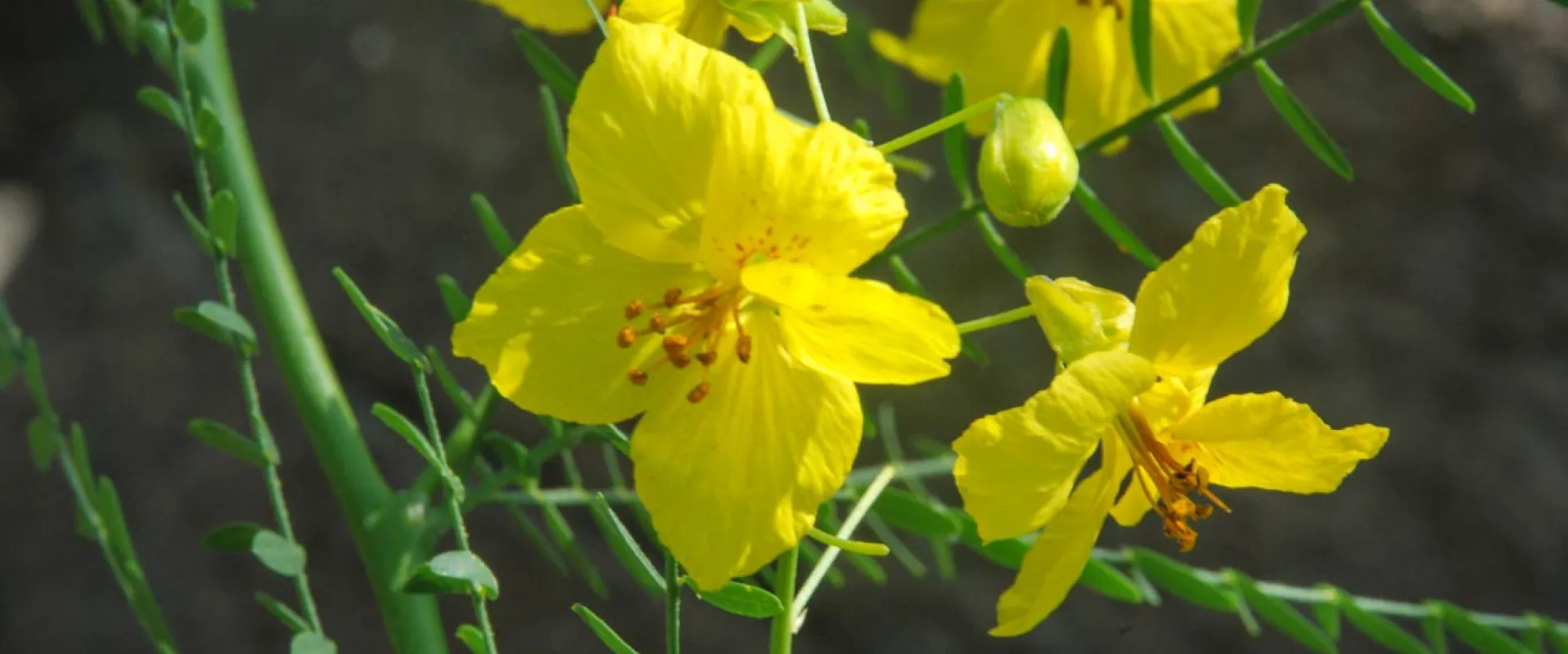 A close-up of a blooming yellow Palo Verde tree with several bright yellow flowers and thin green stems with small leaves.