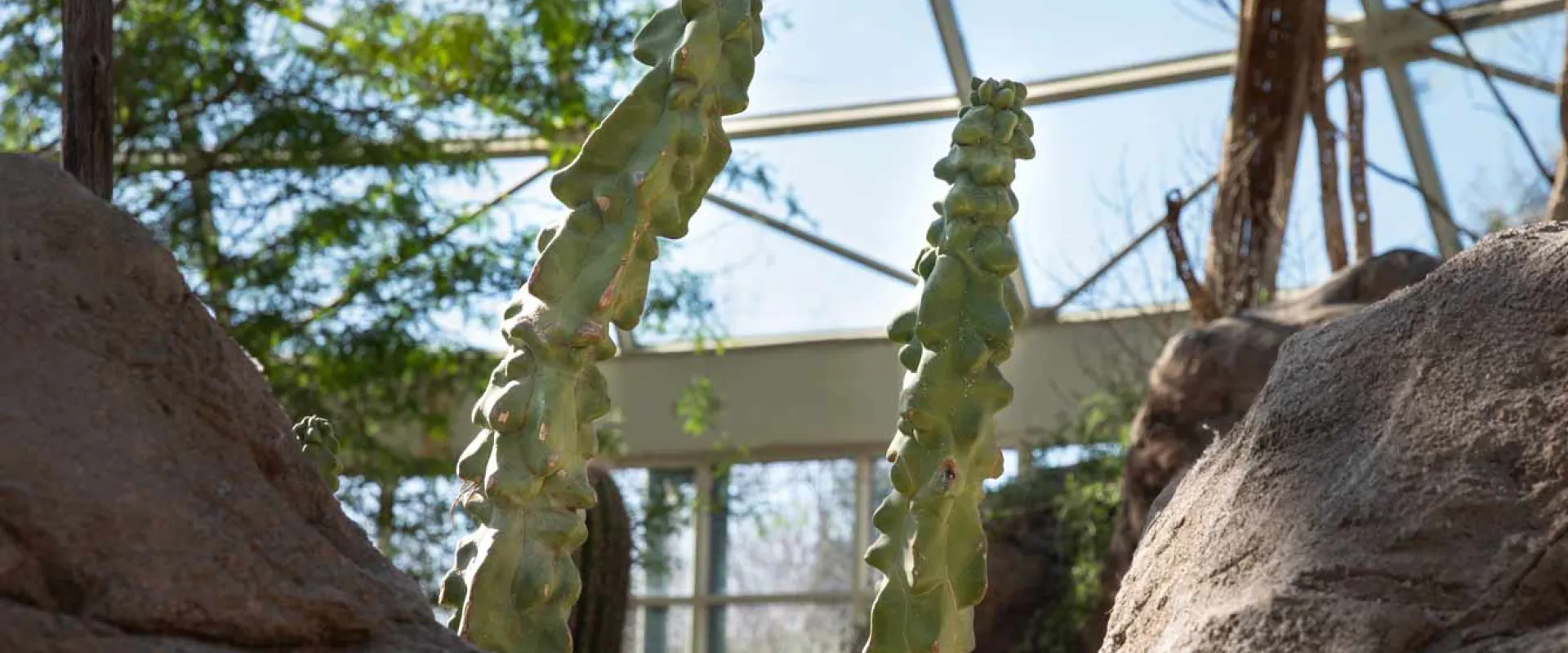 Two tall, lumpy Totem Pole Cactus looming over a wall of large boulders in a dry, desert environment. Other sparse trees visible in the background and a large, glass dome is seen overhead.