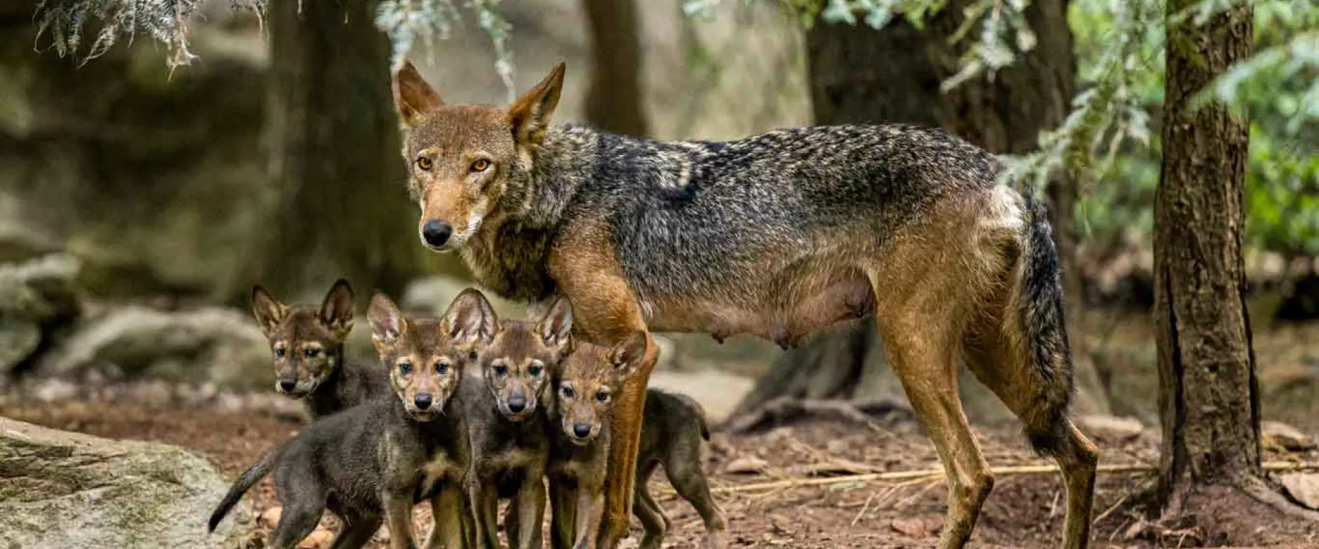 A mother Red Wolf standing protectively over her four small pups who are huddled together next to a rock in a forested area.