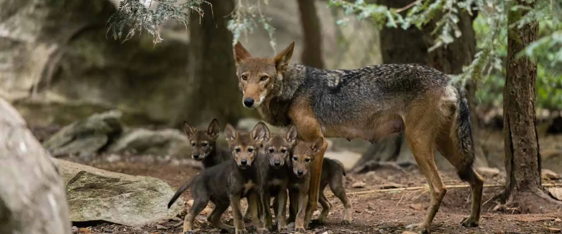 Conserving North Carolina’s Red Wolves