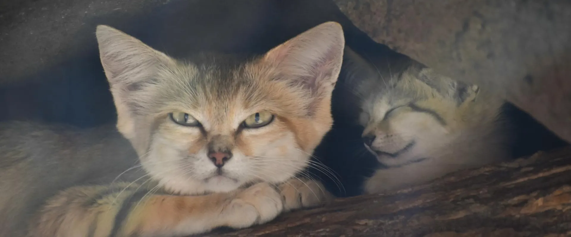 A small, fluffy, brown Sand Cat mom and baby lay together in a tight, rocky cave. The mom looks at the viewer with her large pointed ears and sharp eyes, while her baby sleeps behind her.