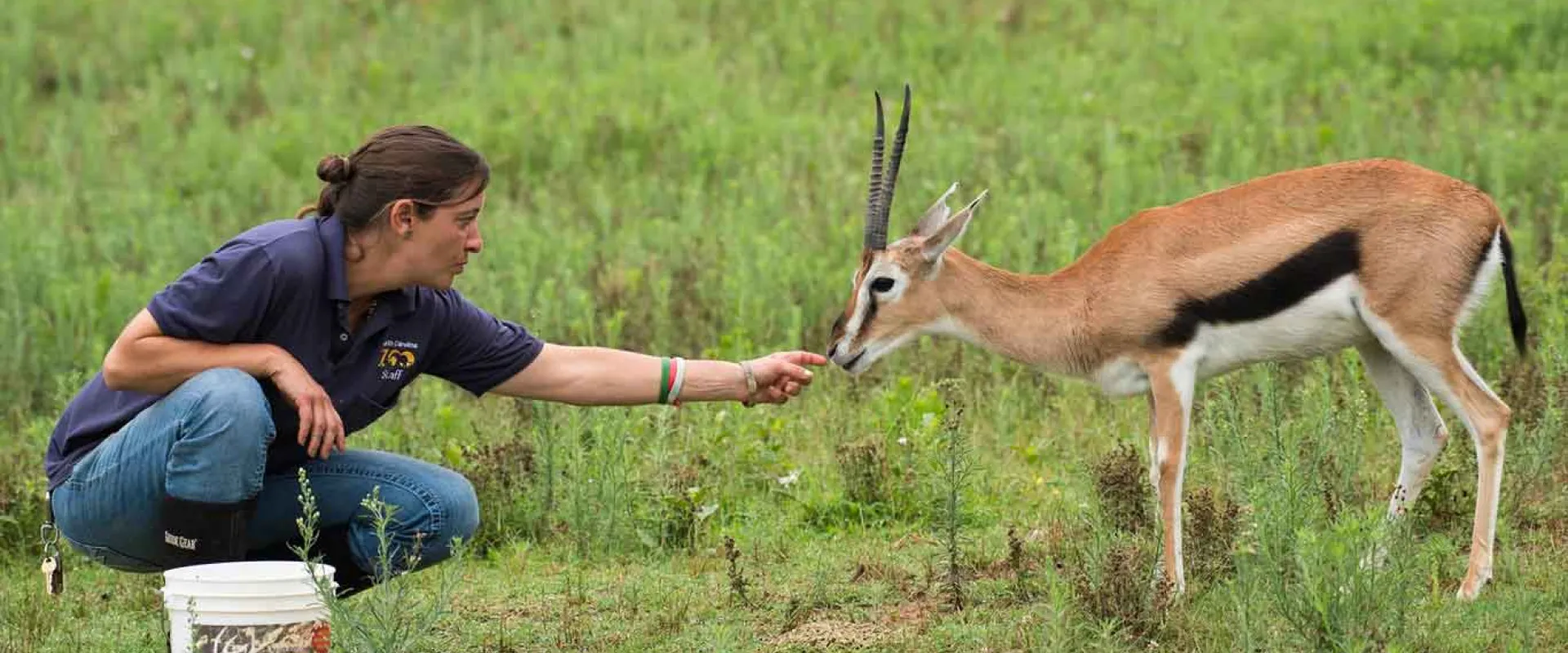 A person wearing a navy NC Zoo uniform squats down in a grassy field with a white gallon bucket. Their hand is outstretched holding what appears to be food to a small, deer-like animal with brown fur, short horns and a distinctive black stripe down its side.