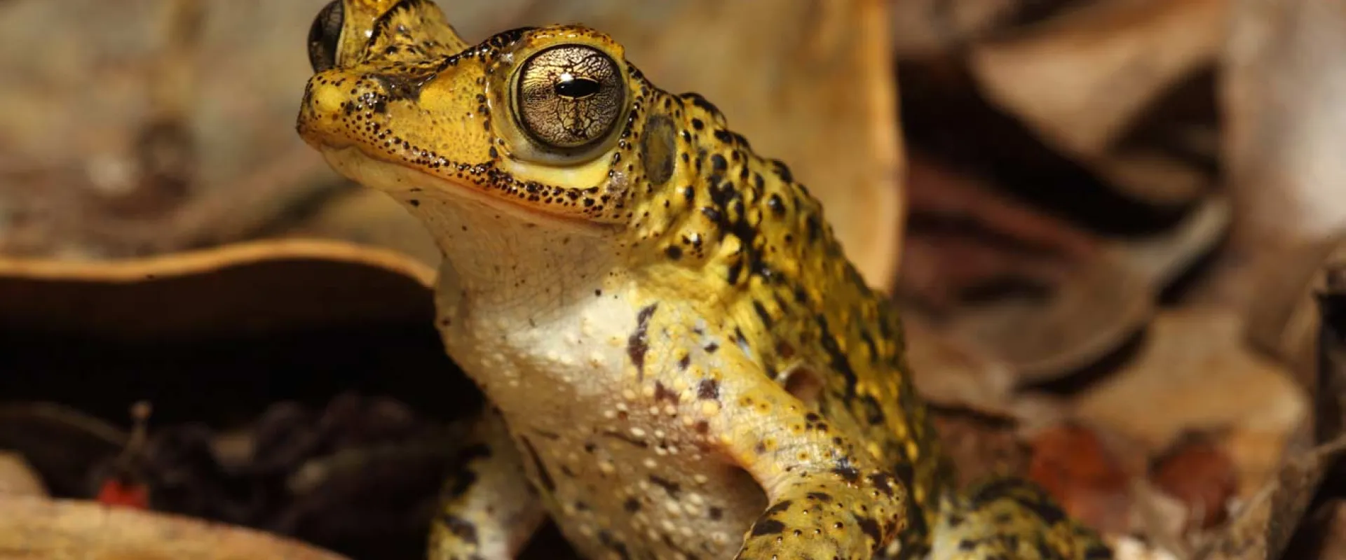 A zoomed in view of a small Puerto Rican Crested Toad. It is sitting on a leaf, the surrounding area littered with other leaves, staring at the viewer with its wide, rounded, yellow eyes.